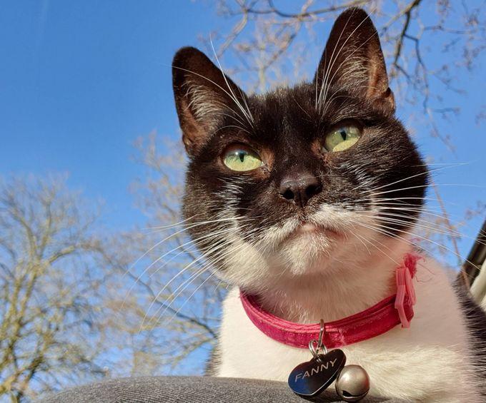 Fanny the Gipsy Hill Cat Fund